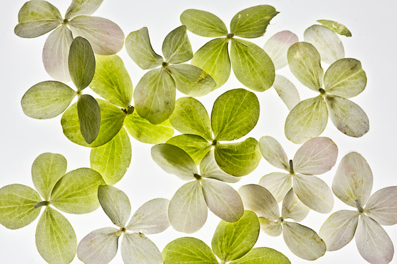 high key backlit hydrangea