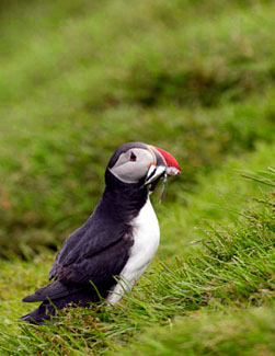 puffin with fish in mouth photo