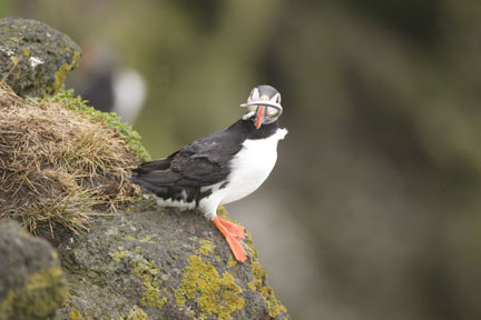 puffin with fish in mouth photo