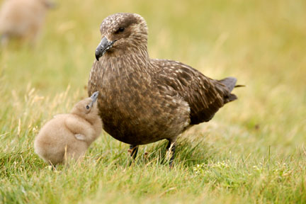 mother and baby skua photo iceland
