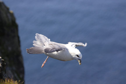 kittiwake hovering in air photo iceland