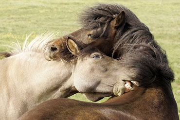 icelandic horses photo