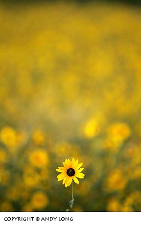 design elements isolating photography