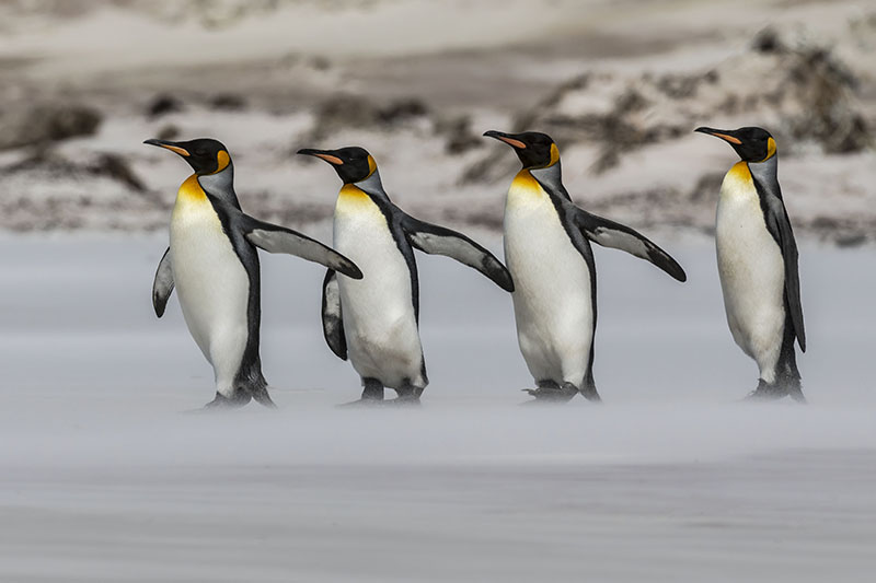 king penguin head colors falkland islands