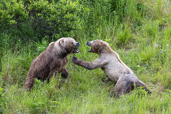 kodiak bear territory challenge