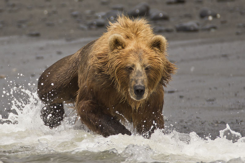 alaska brown bear photo
