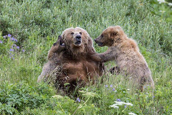 kodaik bear sow with cubs
