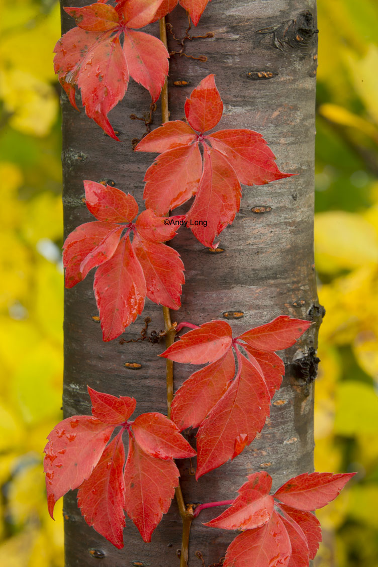 maine red vine on tree