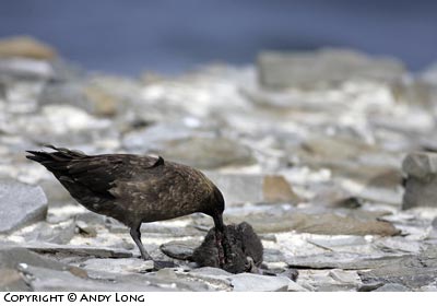 falkland skua eating baby rockhopper penguin photography falkland islands