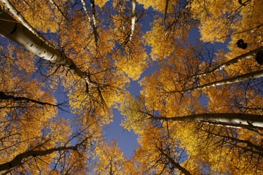 looking up through the aspens