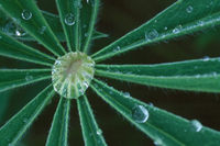 lupine leaf and dew drops nature flora photo