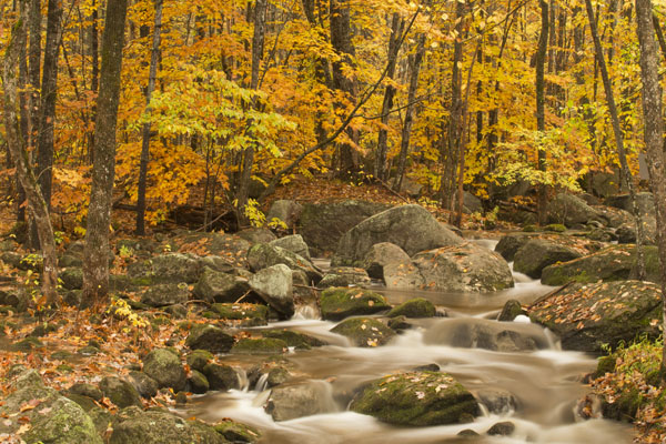 maine stream and fall color