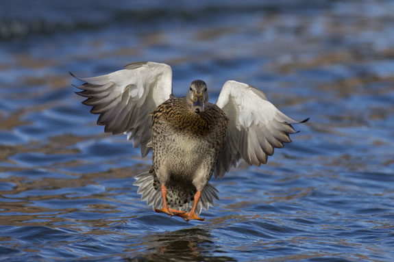 female mallard landing