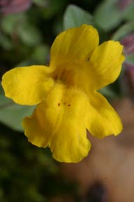 monkeyflower wildflower glacier national park photo