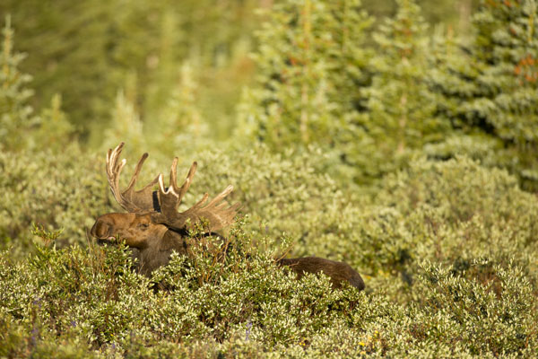 moose standing in willows