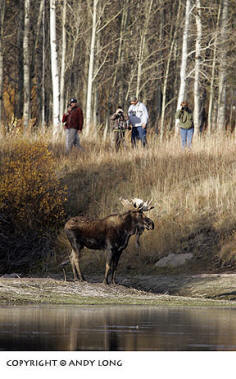 moose and people photography