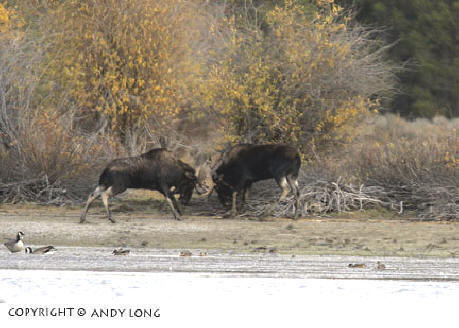 moose fight photography