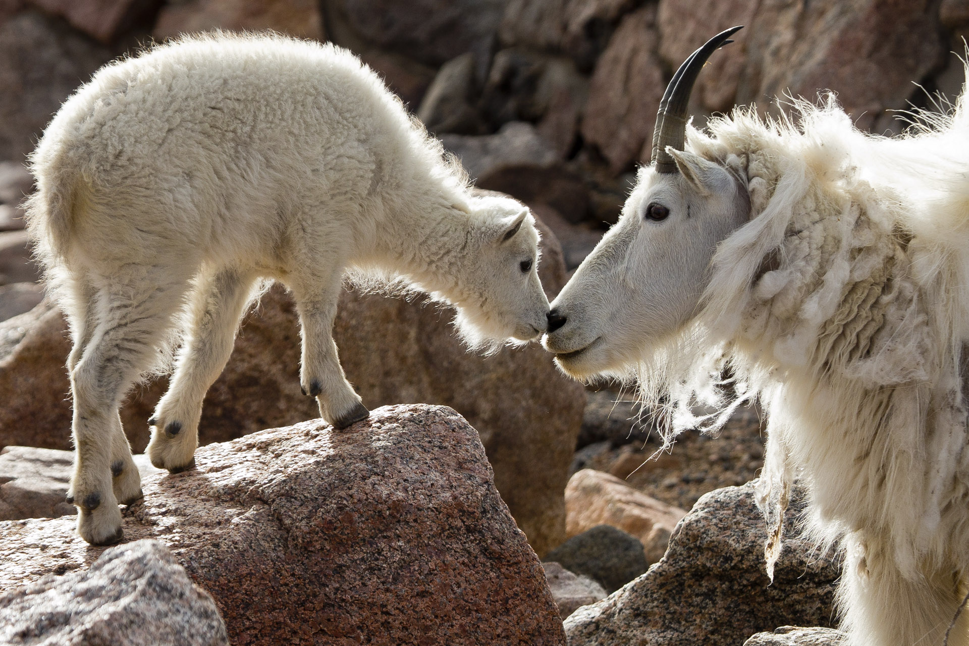 mother and baby mountain goat nose touch