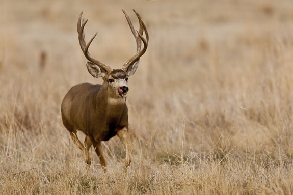mule deer buck running through field