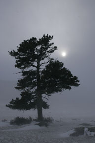 sun through fog and tree landscape nature colorado photo