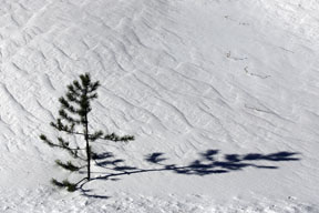small pine in the snow colorado landscape nature photo