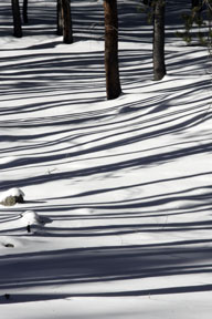 trees and shadows winter landscape photo