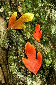 leaves on tree fall color photography