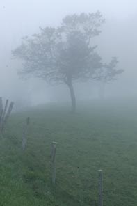 tree in fog  photography
