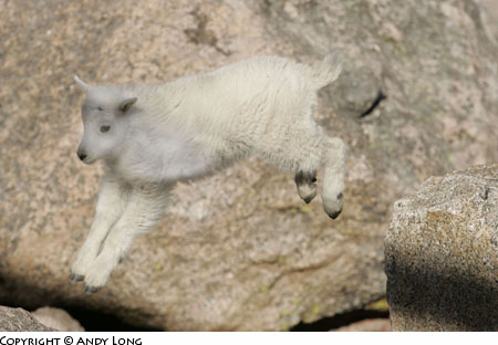 baby mountain goat photography