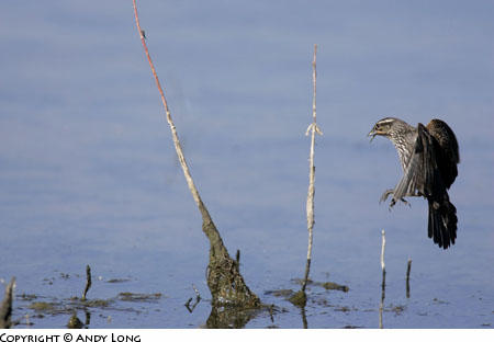 redwing blackbird flight photography