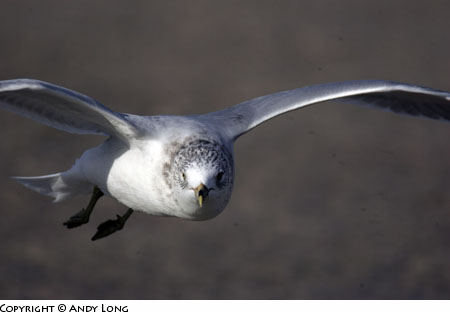 laughing gull flight photography