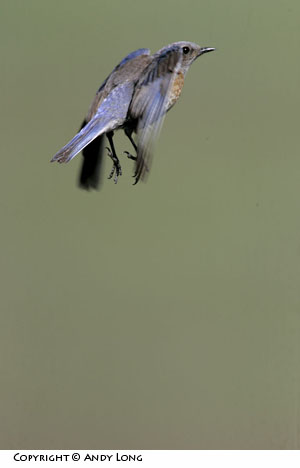 western bluebird flight photography