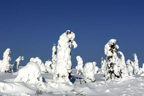 dalton highway hoarfrost forest photograph, alaska northern lights photo workshop