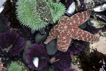 oregon coast tide pool photography