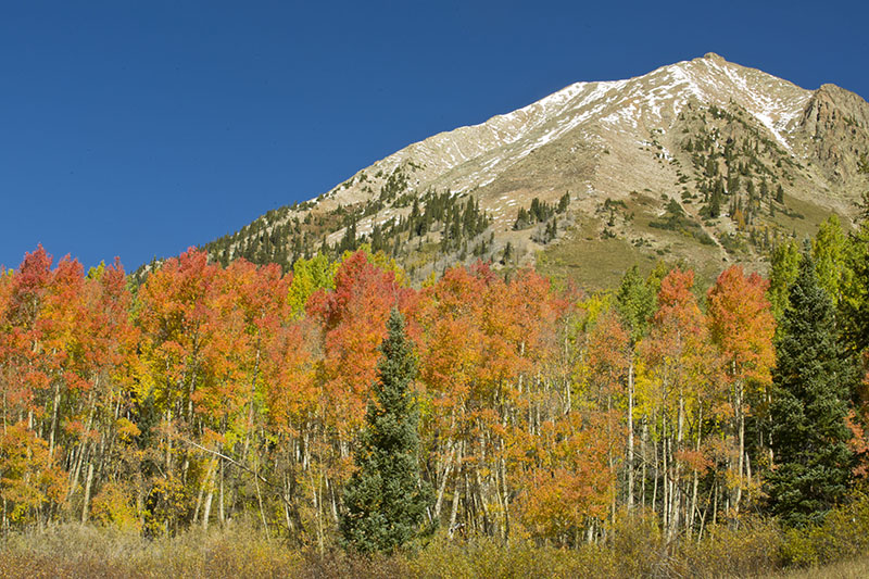 orange aspens