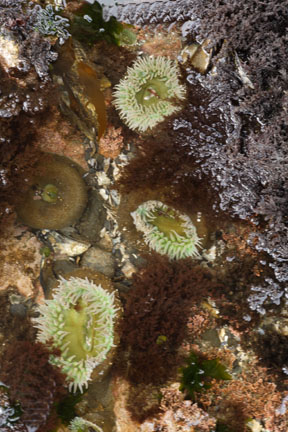 oregon coast tidepool photo
