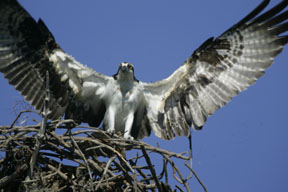 osprey in flight landing at nest photo