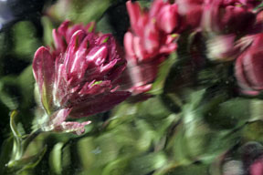 colorado rosy paintbrush wildflower abstract photo