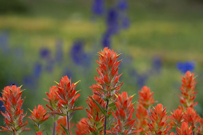 indian paintbrush and soft background photo colorado