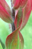 colorado narrowleaf paintbrush wildflower photo