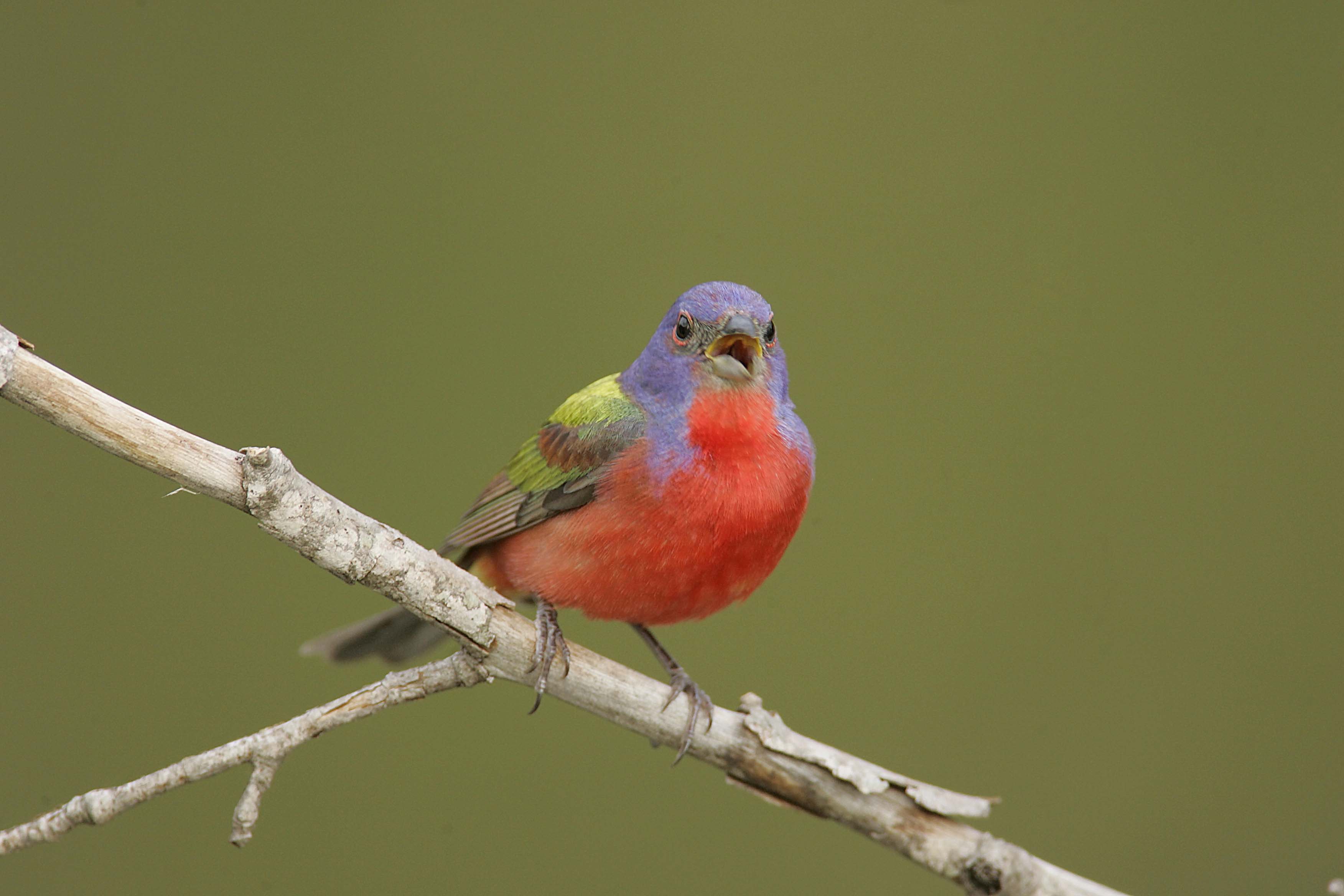 painted bunting calling out photo