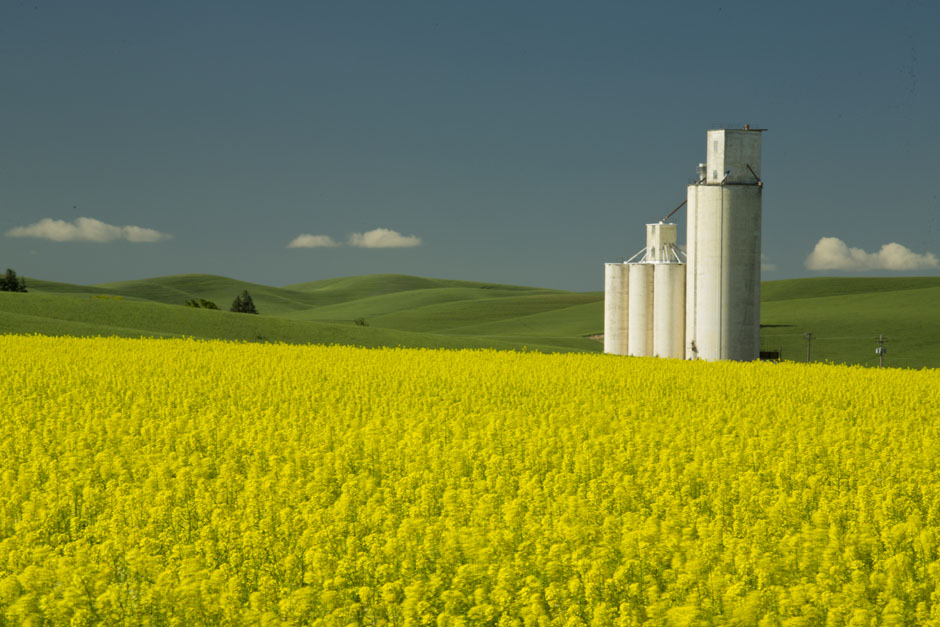 palouse canola field grain elevator