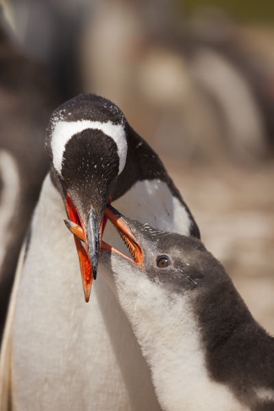 gentoo penguin feeding