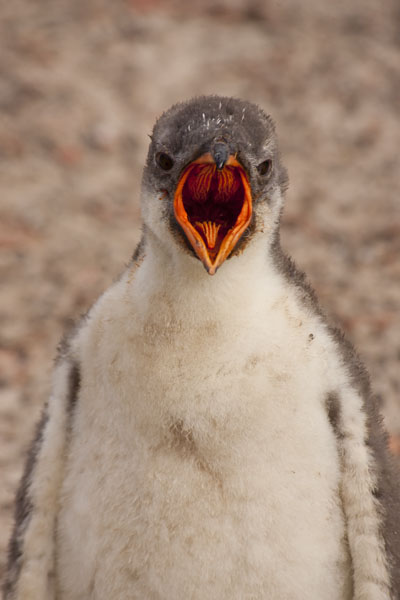 baby gentoo penguin falkland islands