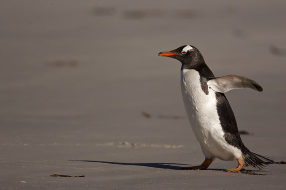 gentoo penguin on beach falkland islands