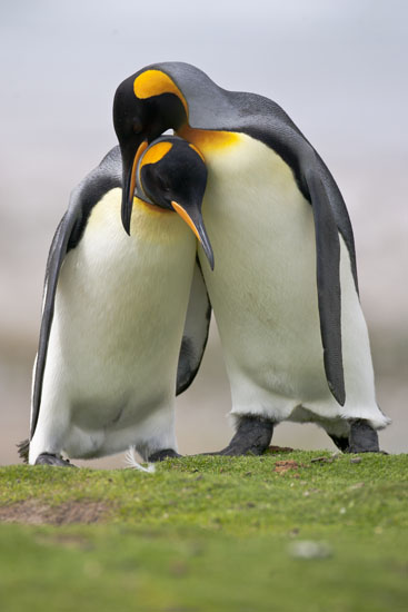 kinng penguins bonding behavior falkland islands