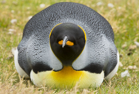 king penguin laying on ground falkland islands