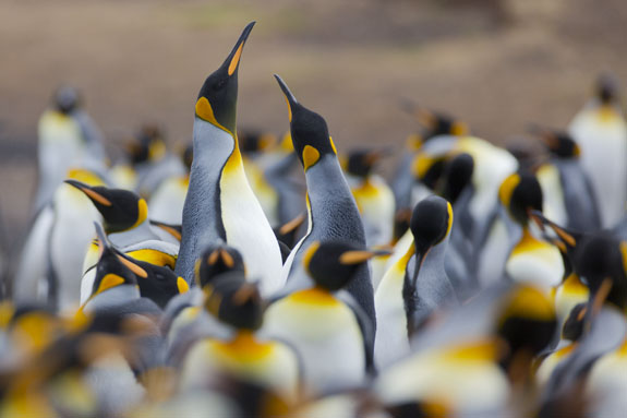 king penguin colony falkland islands