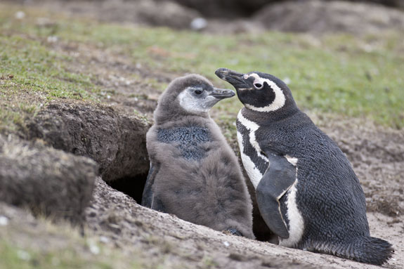 magellanic penguins at burrow falkland islands