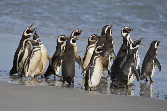 magellanic penguins at waters edge falkland islands